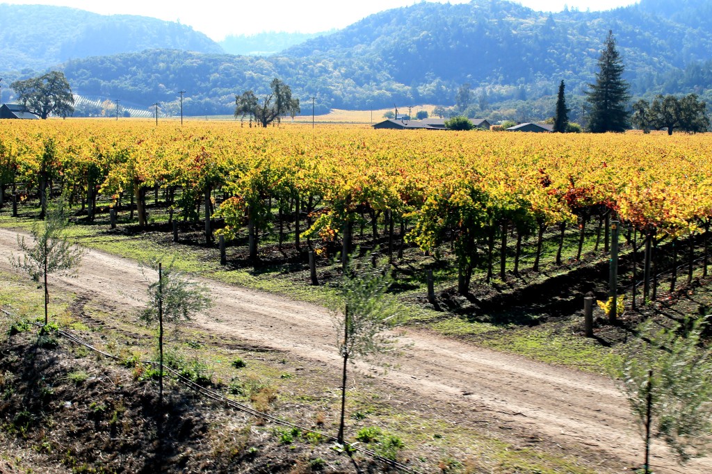 Napa Valley Wine Train 2014 06 1024x682 1